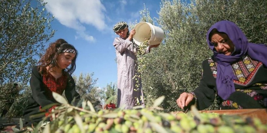 Siyonist İsrail Filistinlilerin zeytin bahçelerine girmesini engelleyen karar çıkardı