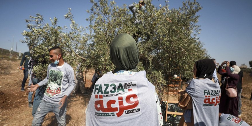 Filistinliler, işgalcilerin zeytin bahçelerine yönelik saldırılarına imece usulüyle karşı koyuyor