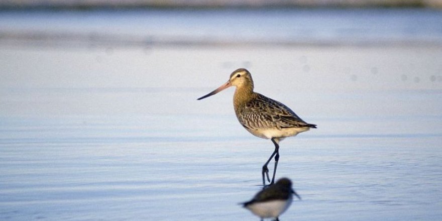 11 gün aralıksız uçarak Alaska'dan Yeni Zelanda'ya giden kuş, 12.200 kilometreyle rekor kırdı