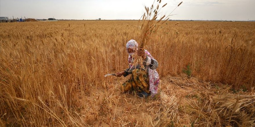 Siyonist İsrail askerlerinin ihlalleri Gazzeli kadın çiftçileri de hedef alıyor