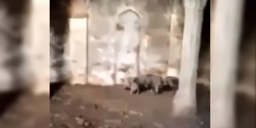 Ermenistan Zengilan'daki camide domuz beslemiş