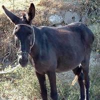 Eşek Eti Protestosuna Soruşturma