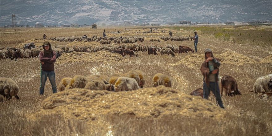 Katil Esed, İdlib halkının 'ekmek tarlasını' ateşe veriyor