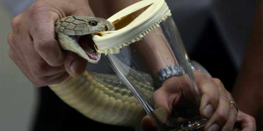 Yılan zehri, koronanın panzehirine dönüşür mü?