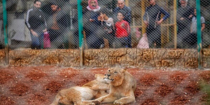 İdlib’in ilk hayvanat bahçesi açıldı