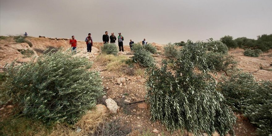 Siyonist yerleşimciler Filistinlilere ait 600 zeytin ağacını kesti