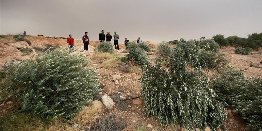 Siyonist yerleşimciler Filistinlilere ait yaklaşık 400 zeytin ağacını söktü