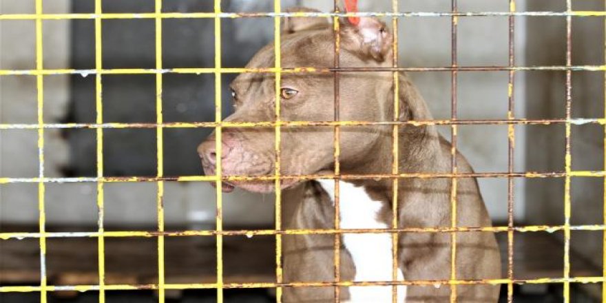 Bursa'daki "pitbull"lu saldırı davasında sanıkların 21'er yıla kadar hapsi istendi