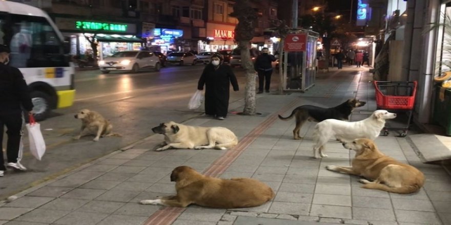 50 milyon sokak köpeği ile yaşamaya hazır mıyız?
