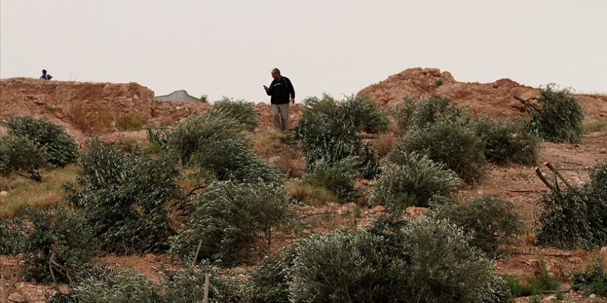 Siyonist yerleşimciler Filistinlilere ait 400’den fazla zeytin ağacını söktü