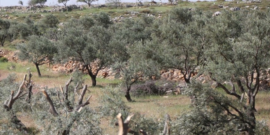 Siyonist  yerleşimciler Filistinlilere ait onlarca zeytin ağacını söktü