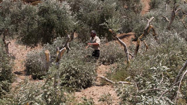 Yahudi işgalciler Filistinlilere ait 190 zeytin ağacını söktü