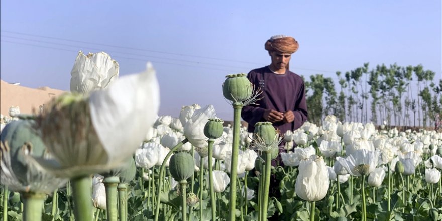 Taliban uyuşturucu ile sarhoşluk veren tüm maddelerin üretim ve tüketimini yasakladı
