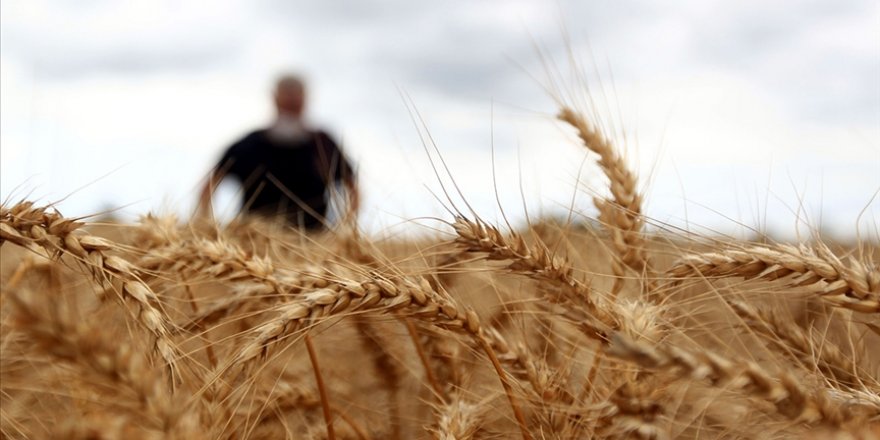 Hindistan buğday ihracatını yasakladı