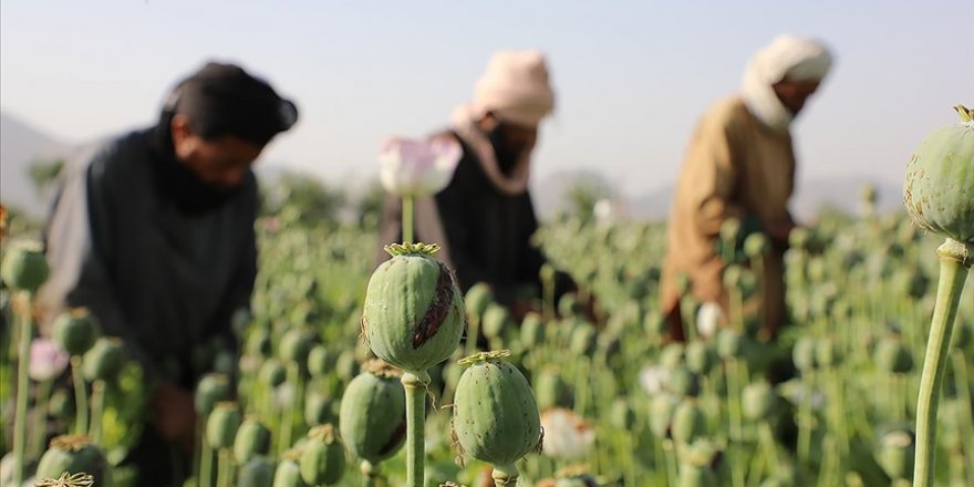 Taliban hükümetinden uyuşturucu ile etkin mücadele mesajı
