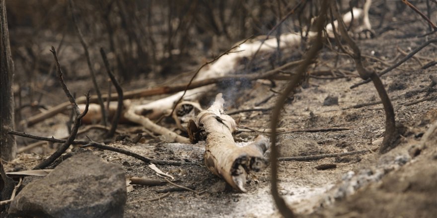 Cezayir'deki orman yangınlarında ölü sayısı 31'e yükseldi