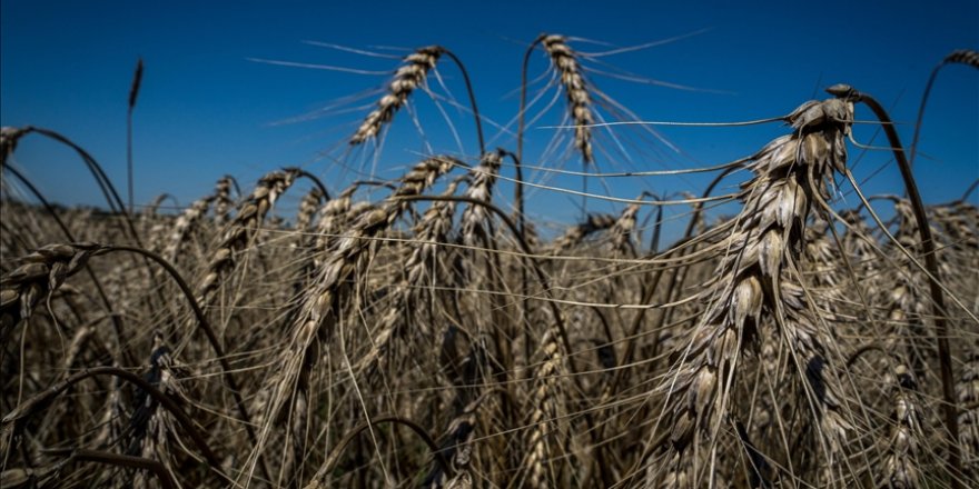 Ukrayna, Etiyopya ve Somali'ye 50 bin ton buğday gönderiyor