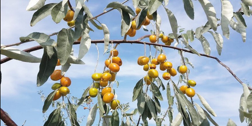 Kim bakar mevsimlerin gelip geçtiğine?