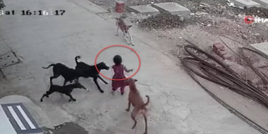 HÜDA PAR'dan köpek sorununa ilişkin kanun teklifi