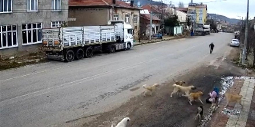 Sahipsiz köpeklerin saldırısıyla yaralanan kadının yaşadıkları güvenlik kamerasında