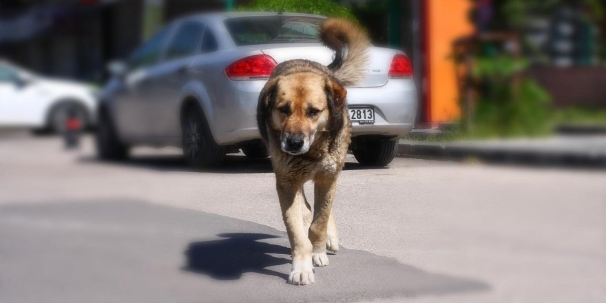 Sokak köpekleri konusunda neden kimse bir şey yap(a)mıyor?