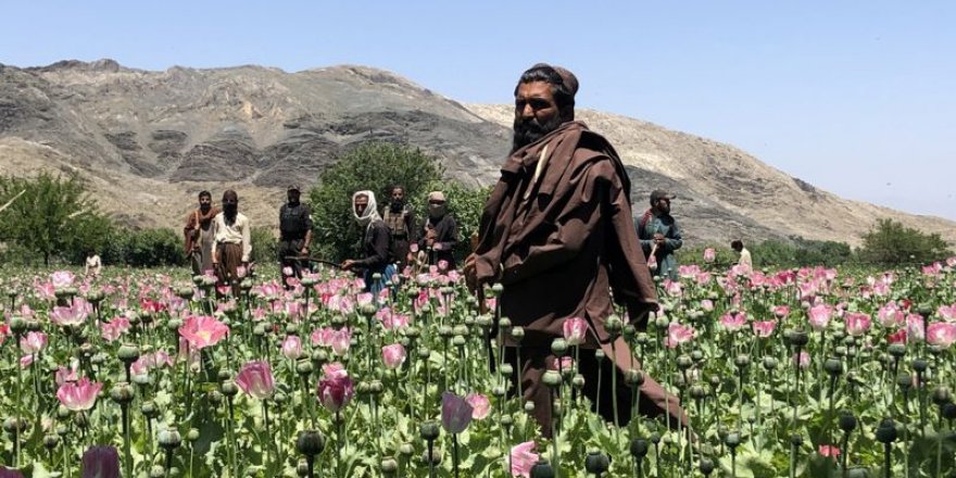 Afganistan'da Taliban'ın uyuşturucuyla savaşı