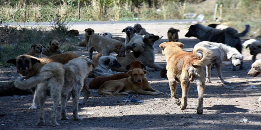 Taşlar bağlı köpekler serbest