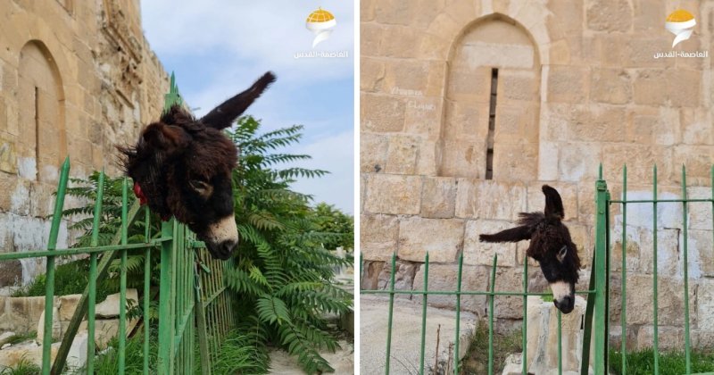 Aşırı sağcı yahudiler müslüman mezarlığına kesik eşek başı astı
