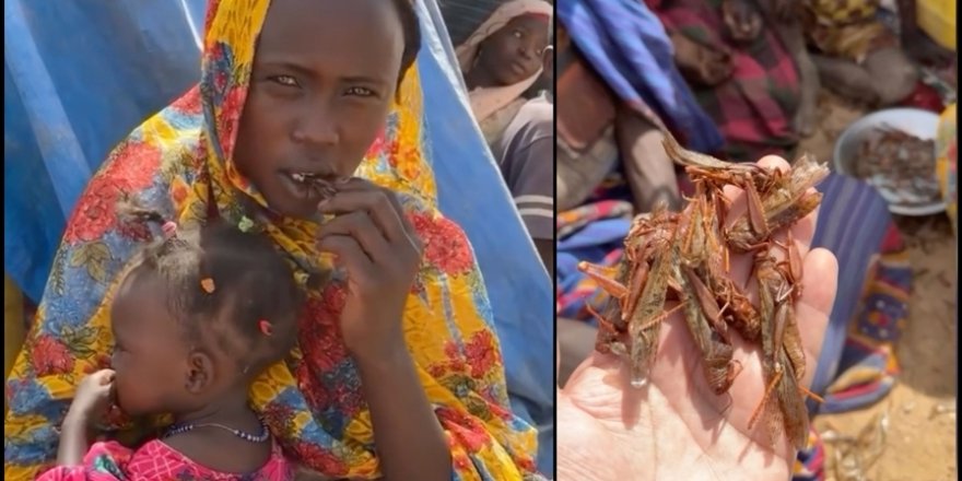 Sudan’ın Darfur bölgesinde halk yemek için çekirge ve ağaç yaprağı bile bulamıyor