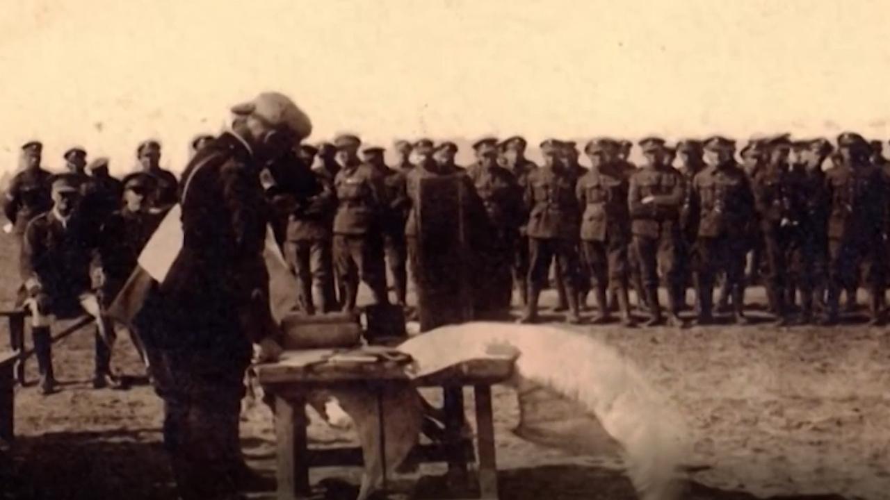 Siyonistler Çanakkale savaşında Osmanlı'ya karşı savaştı: Siyon Katır Birliği