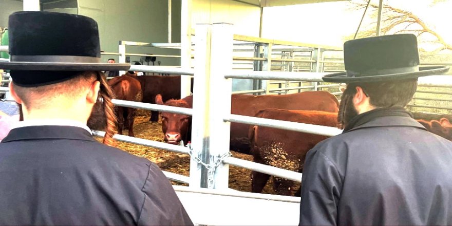 Siyonizm'in muharref kültürle ilişkisine dair çarpıcı bir olay!