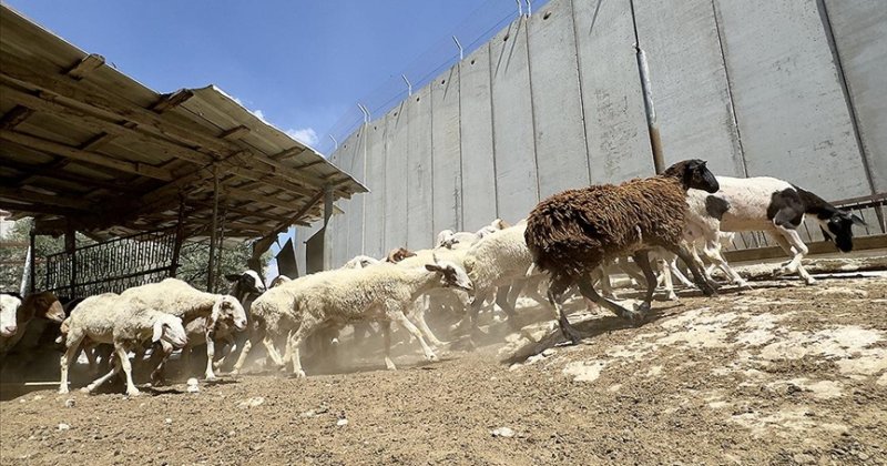 Katil İsrail, kurbanlık girişini engelleyerek Filistinlileri bayramdan mahrum ediyor