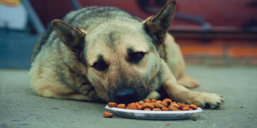 Yaralı köpeklerle bağış toplama dolandırıcılığı ifşa oldu