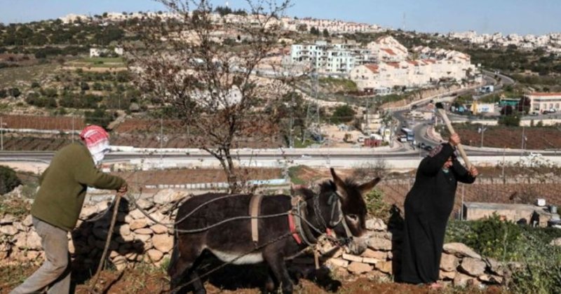 İşgalciler Filistinlilere ait büyükbaş hayvan sürüsüne el koydu