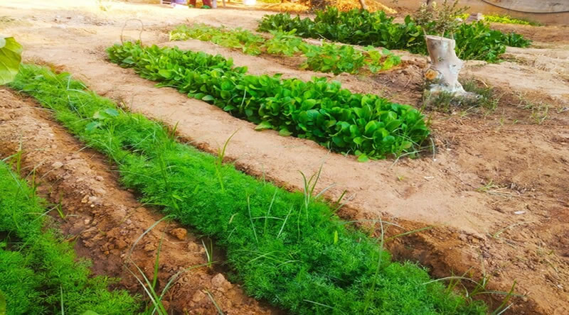 Gazze'de ürün yetiştirmek direnişte kararlı olduğumuzu gösteriyor