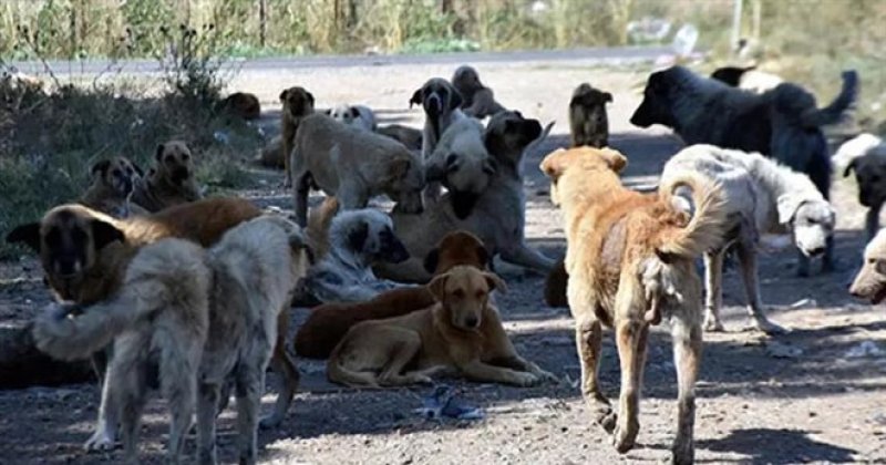 Hayvan sevgisi mi çıkar endüstrisi mi?