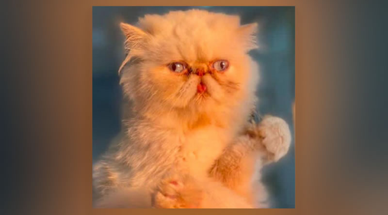 Kedi Lucy, Gazze’de yiyecekleri yağmalayan farelere karşı mücadeleye öncülük ediyor