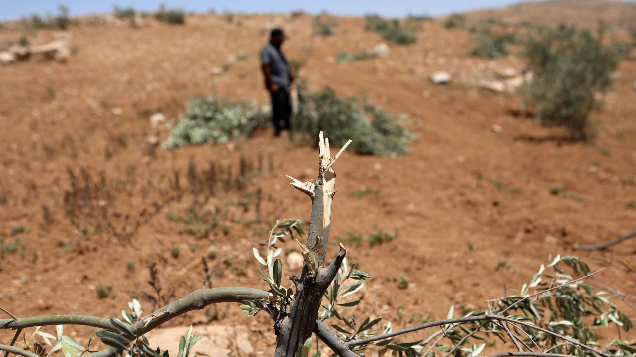 Filistinlileri kökünden sökme girişimi: ‘Ağaçları kökünden sökmek’