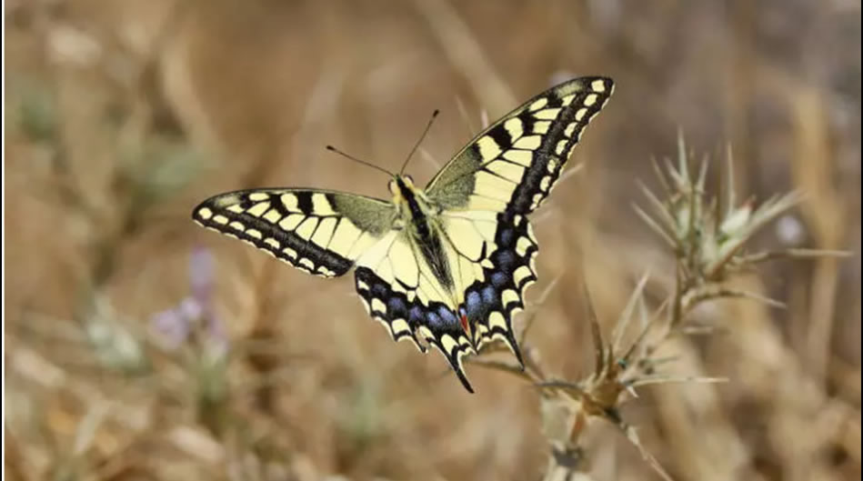 Gazze'nin Kelebekleri