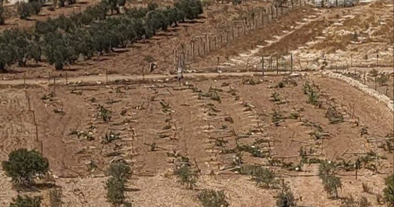 İşgalci yahudiler 100’den fazla üzüm fidanını kesti