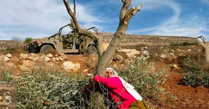Sumud’un simgeleri: Zeytin ağaçları ve anneler