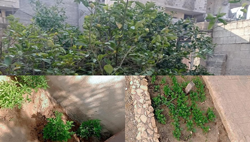 Bahçemizdeki bitkiler bizi açlıktan kurtardı