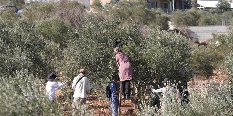 Siyonist yerleşimciler, zeytin toplayan Filistinlileri hedef alıyor