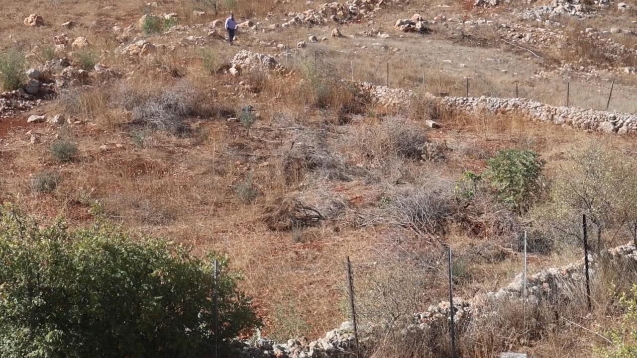 İsrail'in yerinden ettiği Lübnanlılar, 2 yıl sonra döndükleri zeytinliklerini yok edilmiş halde buldu