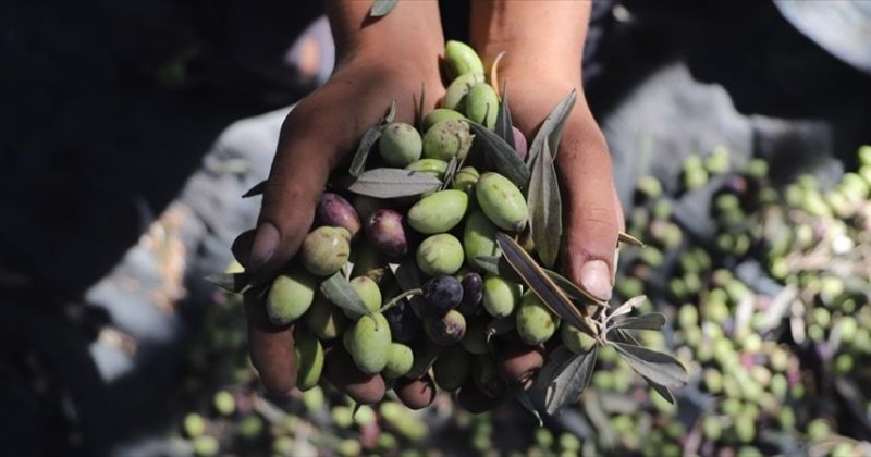 Zeytin hasadı yapan Filistinlilere saldırılar son 5 yılın en yüksek seviyesinde