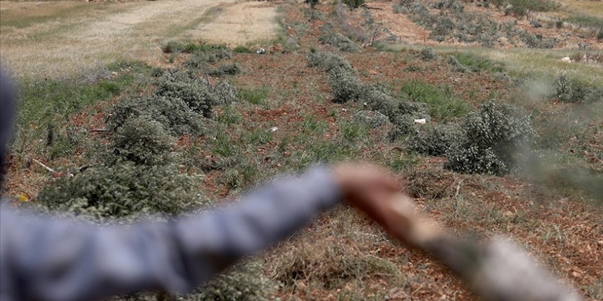 Yerleşimci işgalciler zeytin ağaçlarını nasıl ve neden yok ediyor?