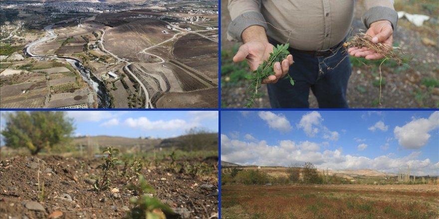 Asi Nehri’nin kuraklığı İdlib’de gıda krizi ve geçim sıkıntısını derinleştiriyor