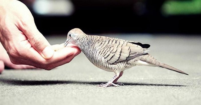 Modern çağın unuttuğu değer: Merhamet