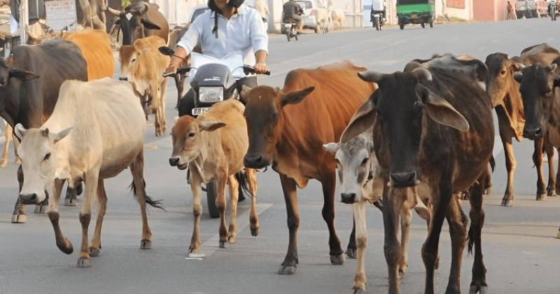 Hindistan’da inek kesimi suçlamasıyla Üç Müslümana ömür boyu hapis
