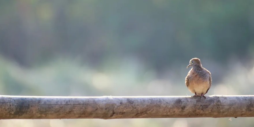 “Biz düşünmeyi erteledikçe, arpacı kumrularının dalgın bakışı yüzlerimize yerleşiyor”